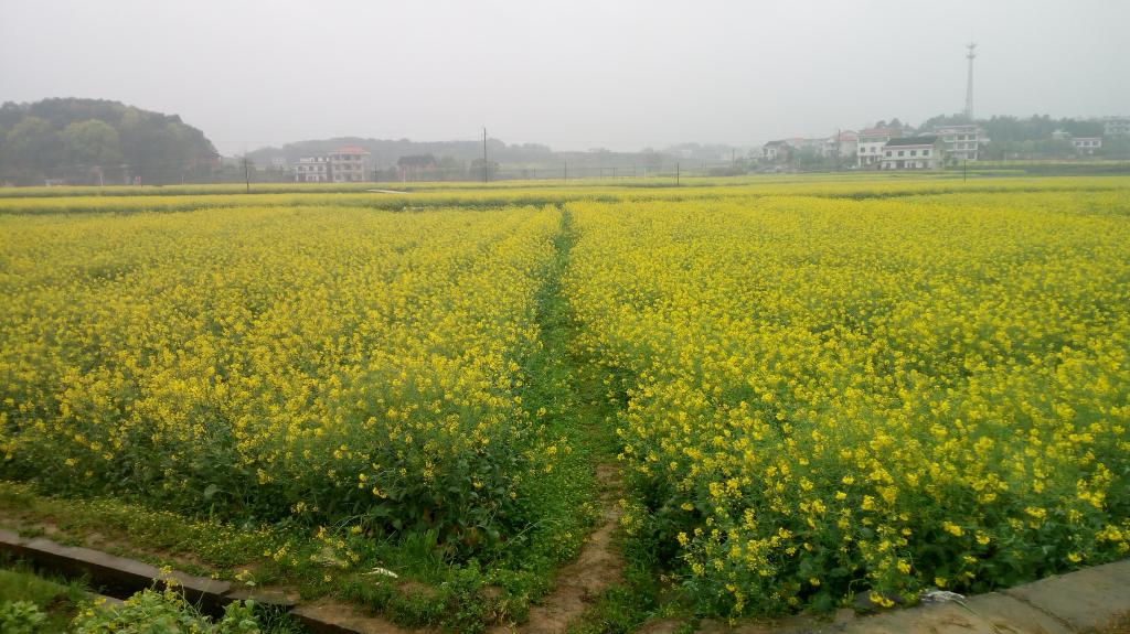 金色的油菜花花海